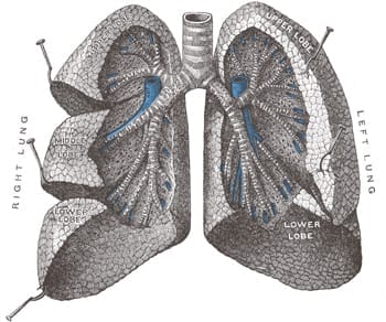 lungs-open - Ferraro Law Firm